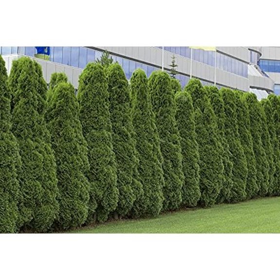 50 american arborvitae seeds for privacy