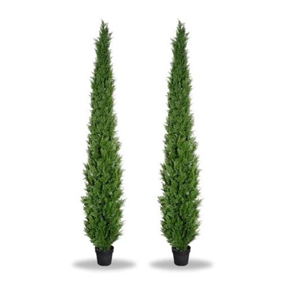 8 ft pre potted cedar 2 pack