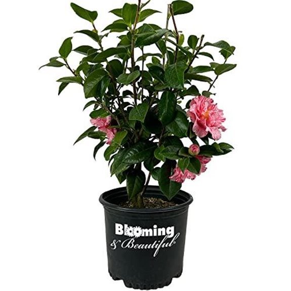 10 Best Early Spring Flowering Shrubs for 2027 6 blooming camellia live shrub