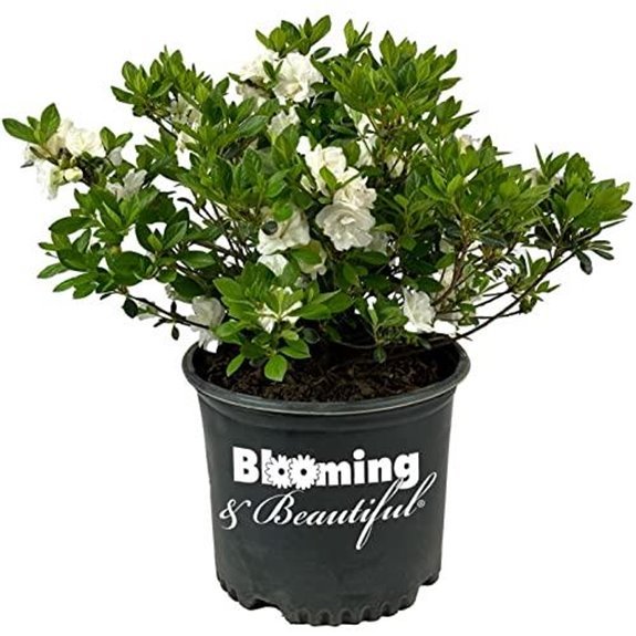 10 Best Early Spring Flowering Shrubs for 2027 10 blooming hardy gardenia azalea shrub