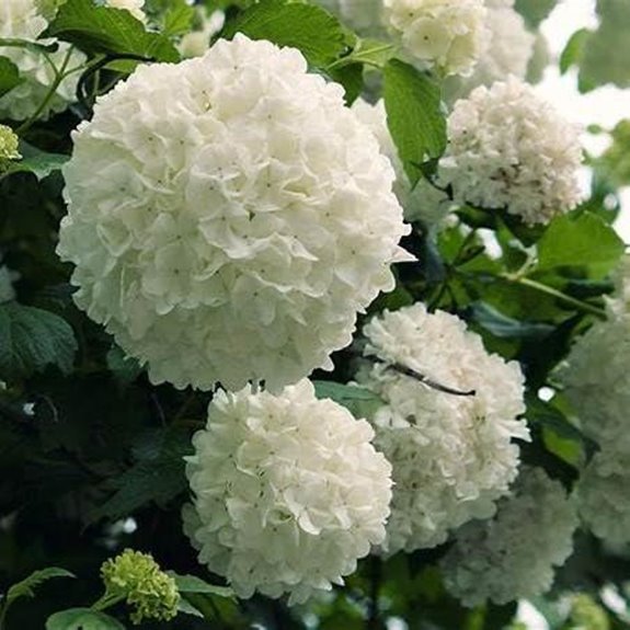 10 Best Early Spring Flowering Shrubs for 2027 2 chinese snowball viburnum 1 gallon