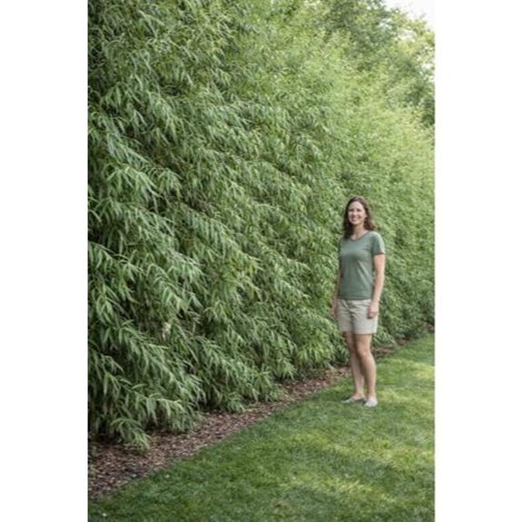 green willow privacy cuttings pack