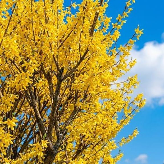 10 Best Early Spring Flowering Shrubs for 2027 5 live forsythia lynwood gold shrubs