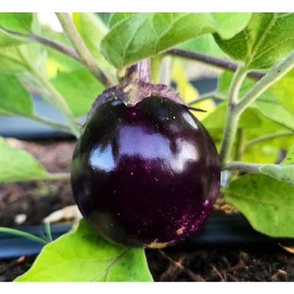 purple dwarf eggplant seeds