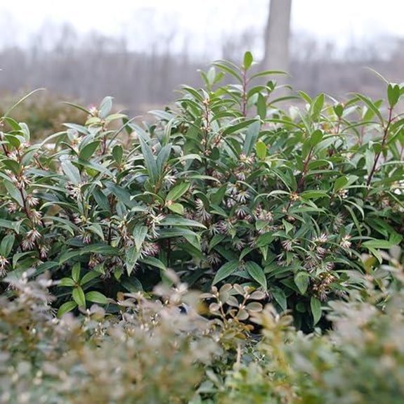 10 Best Early Spring Flowering Shrubs for 2027 7 sweet lo sweet box 4 pot