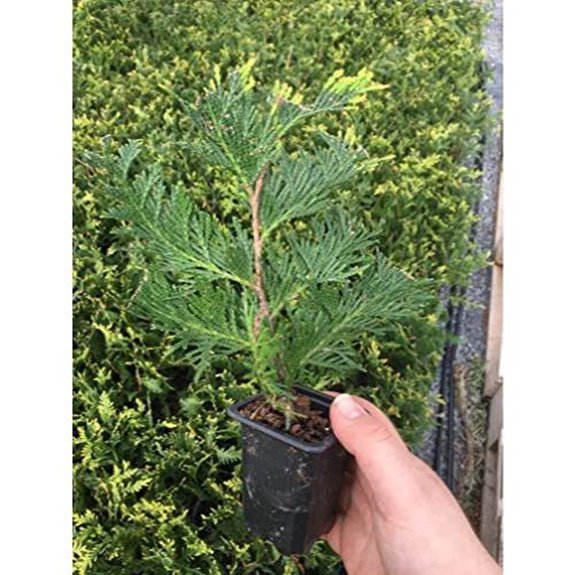 thuja green giant 7 10 trees