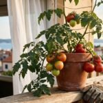top container tomatoes for 2027