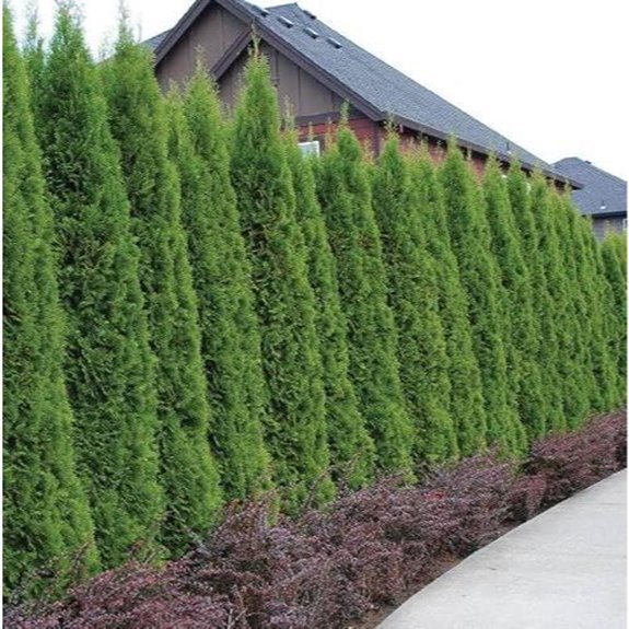 twenty emerald green arborvitae trees